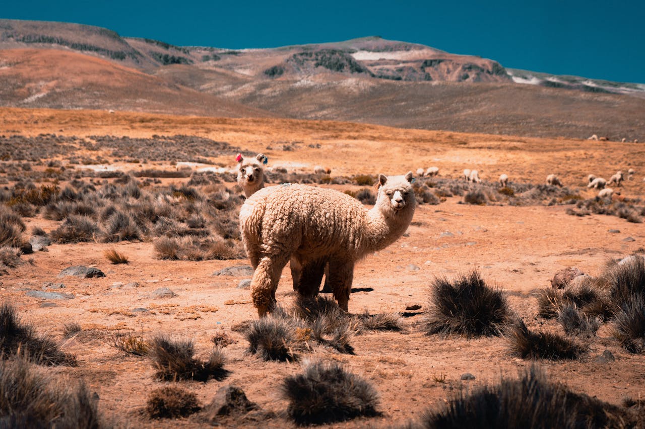 A group of alpacas standing in a desert landscape under a clear blue sky.